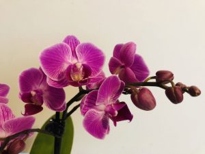 comment entretenir une orchidée