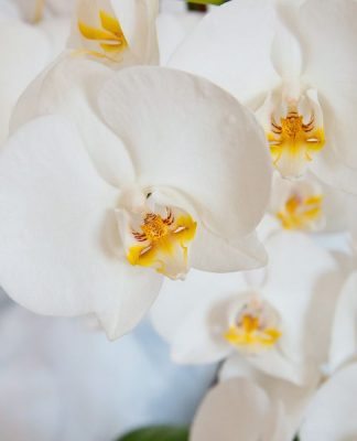 comment faire refleurir une orchidée