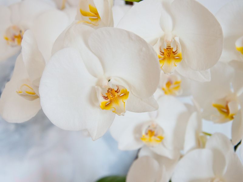 comment faire refleurir une orchidée