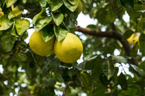 pomelo chinois avantages santé